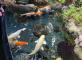 Sortie à l'aquarium du trocadéro Résidence du Parc Meudon-la-Forêt